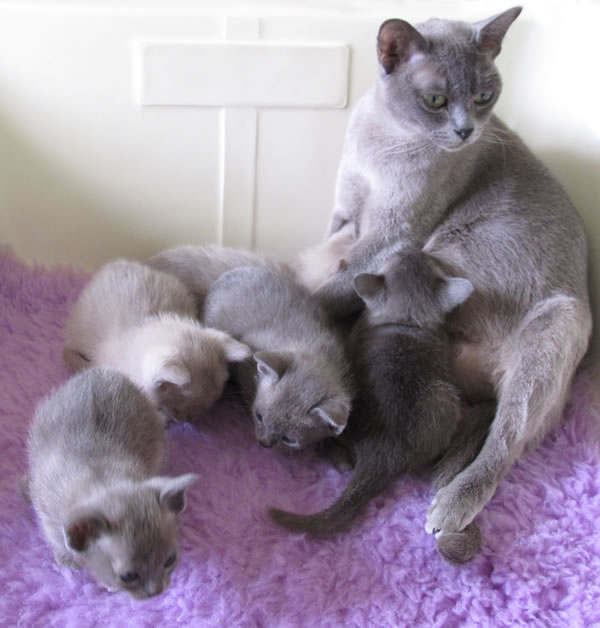 Fandango Burmese 2012