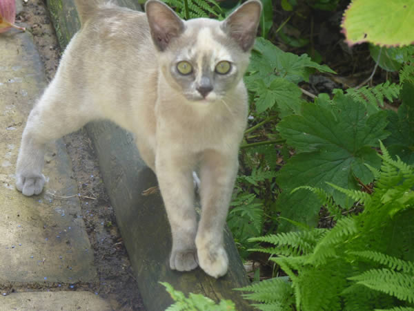 Felissima Burmese 2014