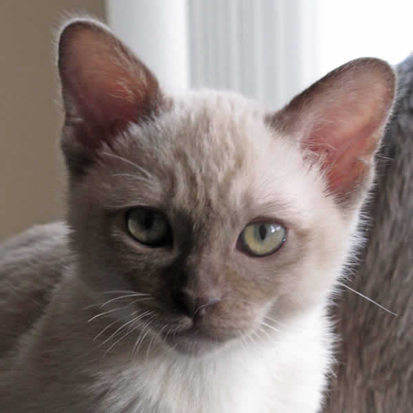 Fandango Burmese 2013