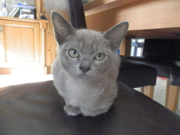 Filandre Burmese 2012