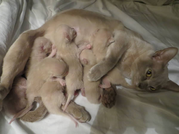 Fiorecats Burmese 2013