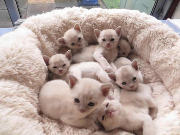 Fiorecats Burmese 2013