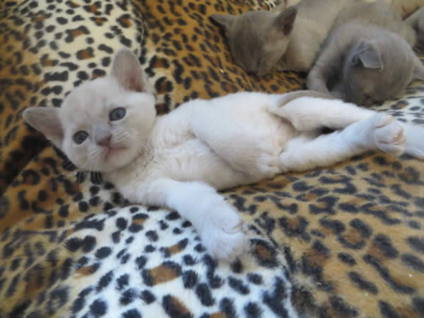 Fiorecats Burmese 2015