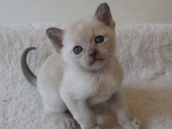 Fiorecats Burmese 2014