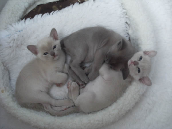 Greenpark Burmese 2012