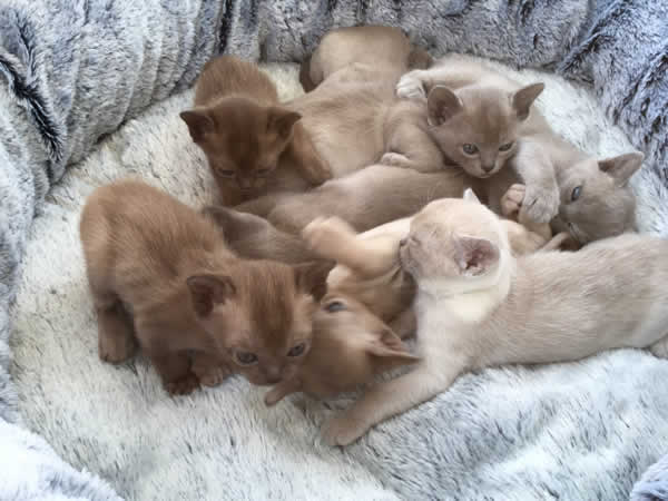 Harlyndon Burmese 2014