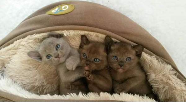 Heidi Scott Burmese 2015