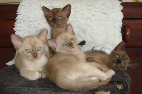 Hobberdy Burmese 2012