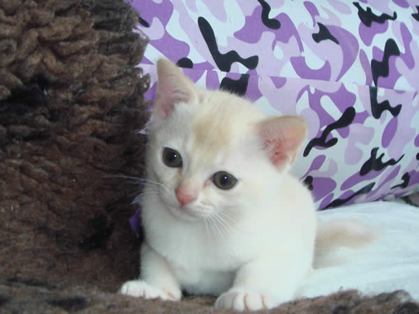 Hobberdy Burmese 2013