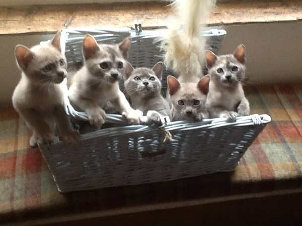 Jacqui Williamson Burmese 2014