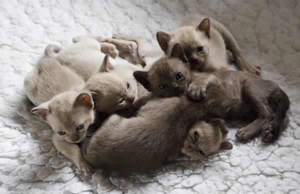 Issamee Burmese 2013