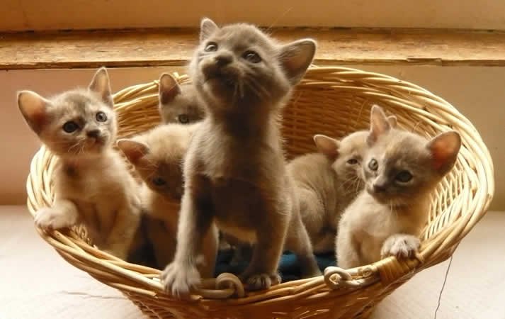 Jacqui Williamson Burmese 2014