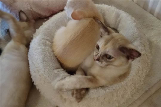 Karakoram Burmese 2014