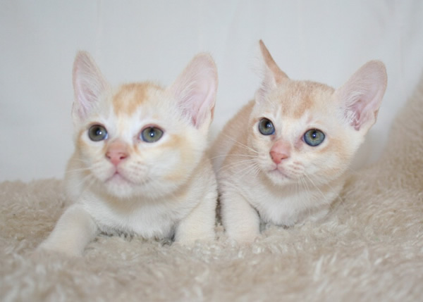 Khazarox Burmese 2015