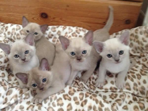 Maharani Burmese 2012