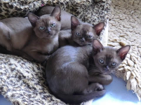 Mainman Burmese 2013