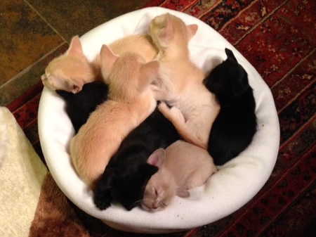 Medoras Burmese 2014