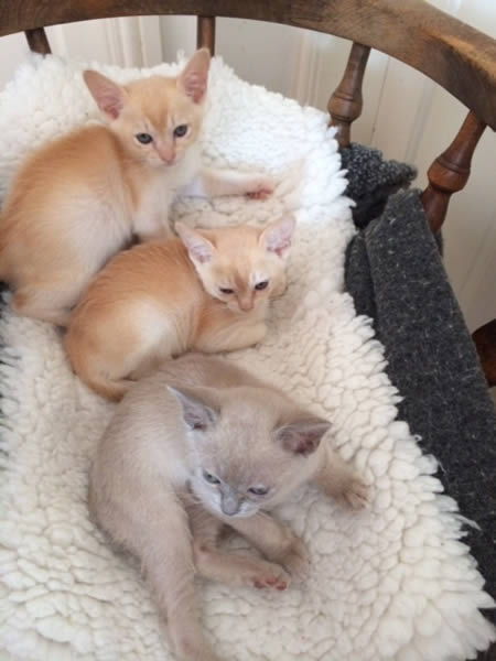 Miciasali Burmese 2014