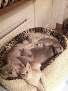 Miciasali Burmese 2012