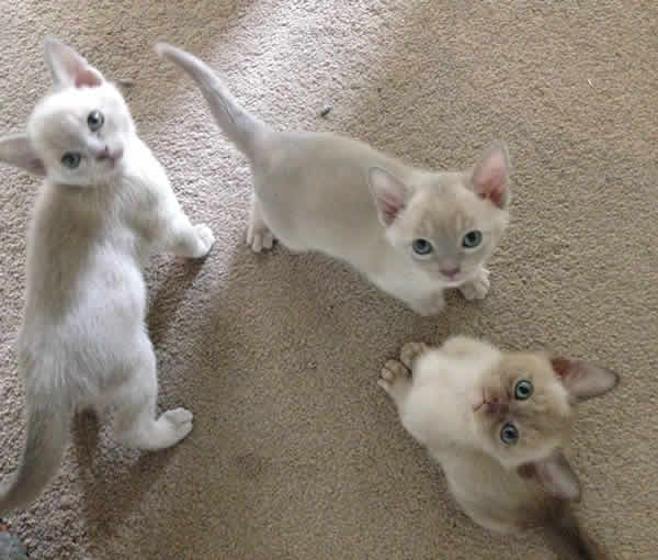 Molynmeux Burmese 2015