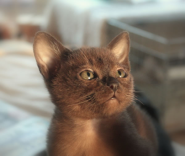 Minahto Burmese 2015