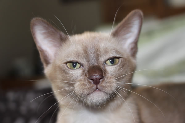 Nemorez Burmese 2015