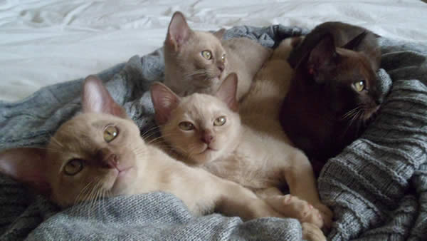 Purfidelis Burmese 2013