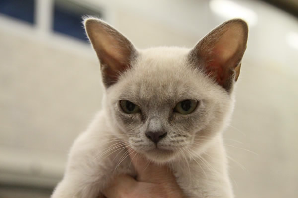 Rossikhan Burmese 2015