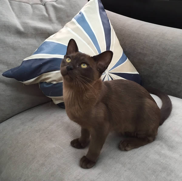 Saganty Burmese 2015