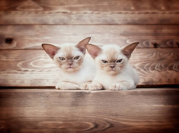 SilkyMajesty Burmese 2015