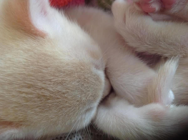 Spidermeeper Burmese 2015