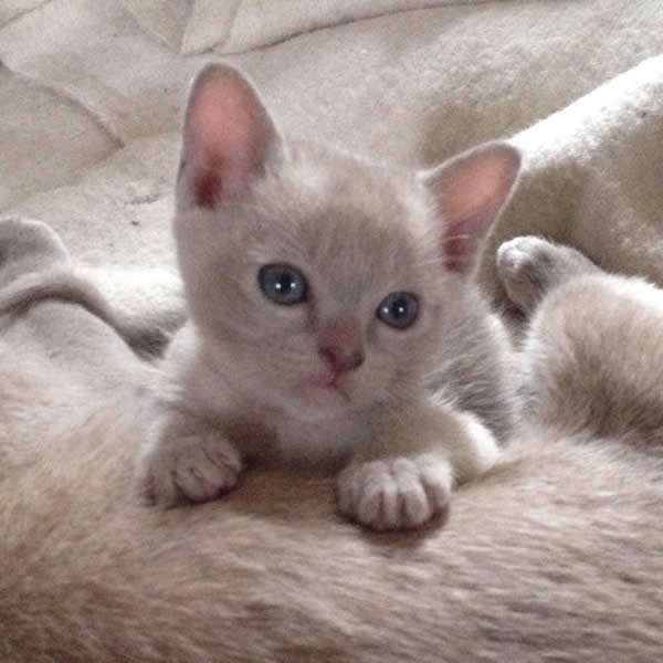 Susan Dell Burmese 2014