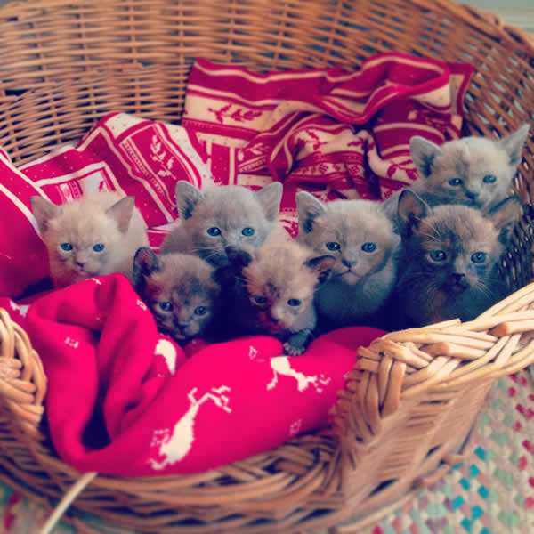 Tiricats Burmese 2014