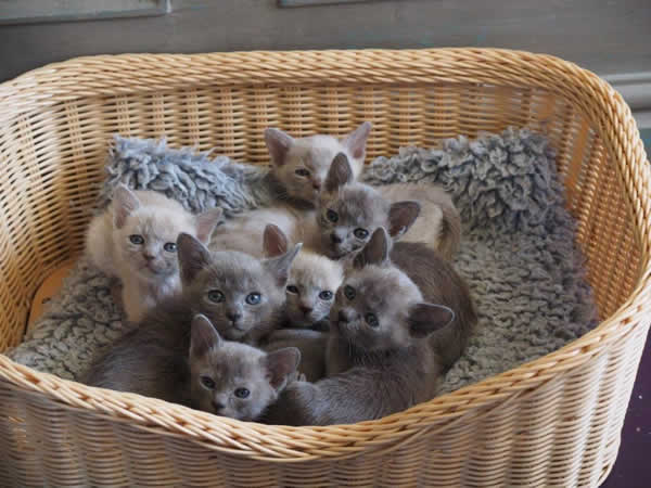 Tiricats Burmese 2015