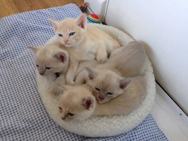 Vintarn Burmese 2013