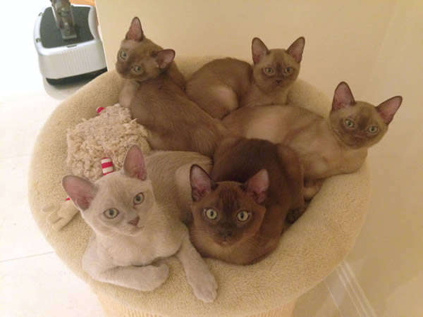 Barbizon Burmese 2015