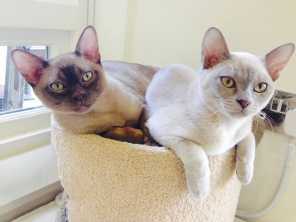 Barbizon Burmese 2-15