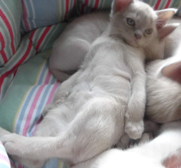 Bloomers Burmese 2015