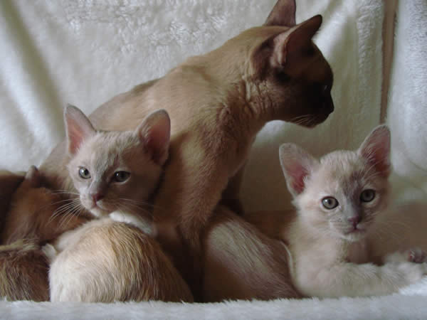 Bossyboots Burmese 2012