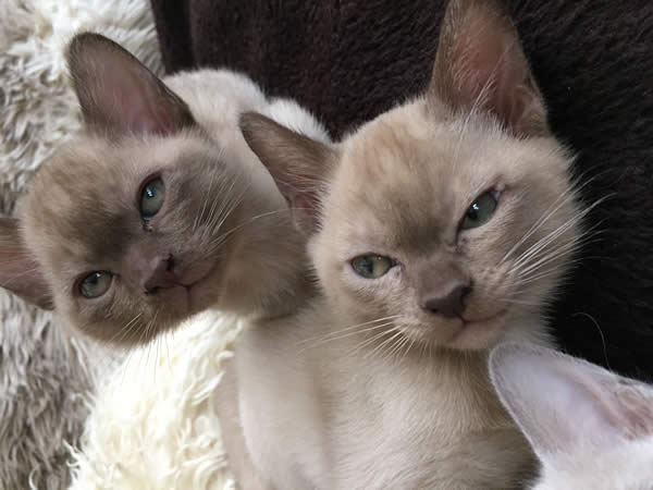 Bryadajhay Burmese 2015