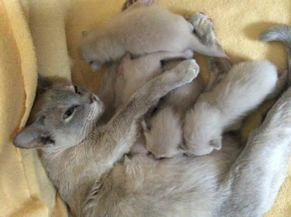 Candibelle Burmese 2015