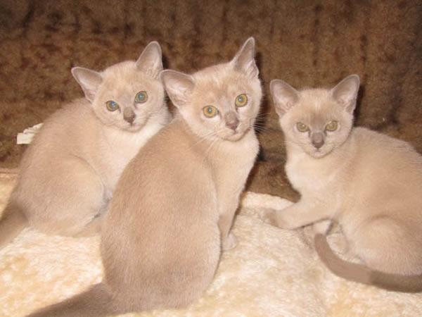 Catamarian Burmese 2015