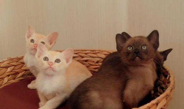 Delfina Burmese 2015