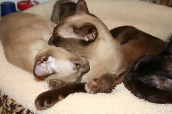 Dulcamara Burmese 2012