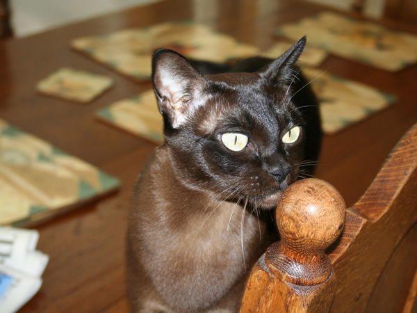 Dulcamara Burmese 2012