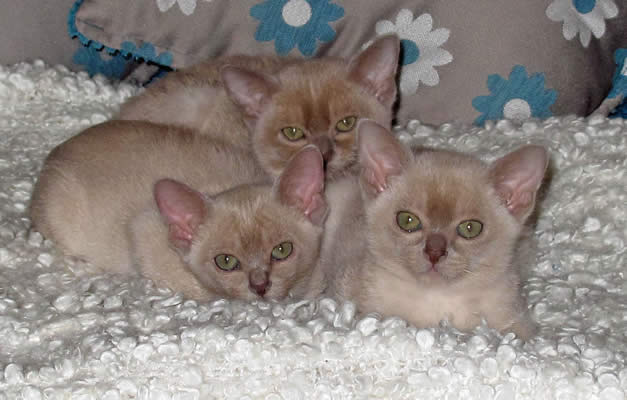 Fandango Burmese 2014