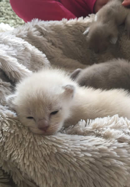 Acelina Burmese 2015